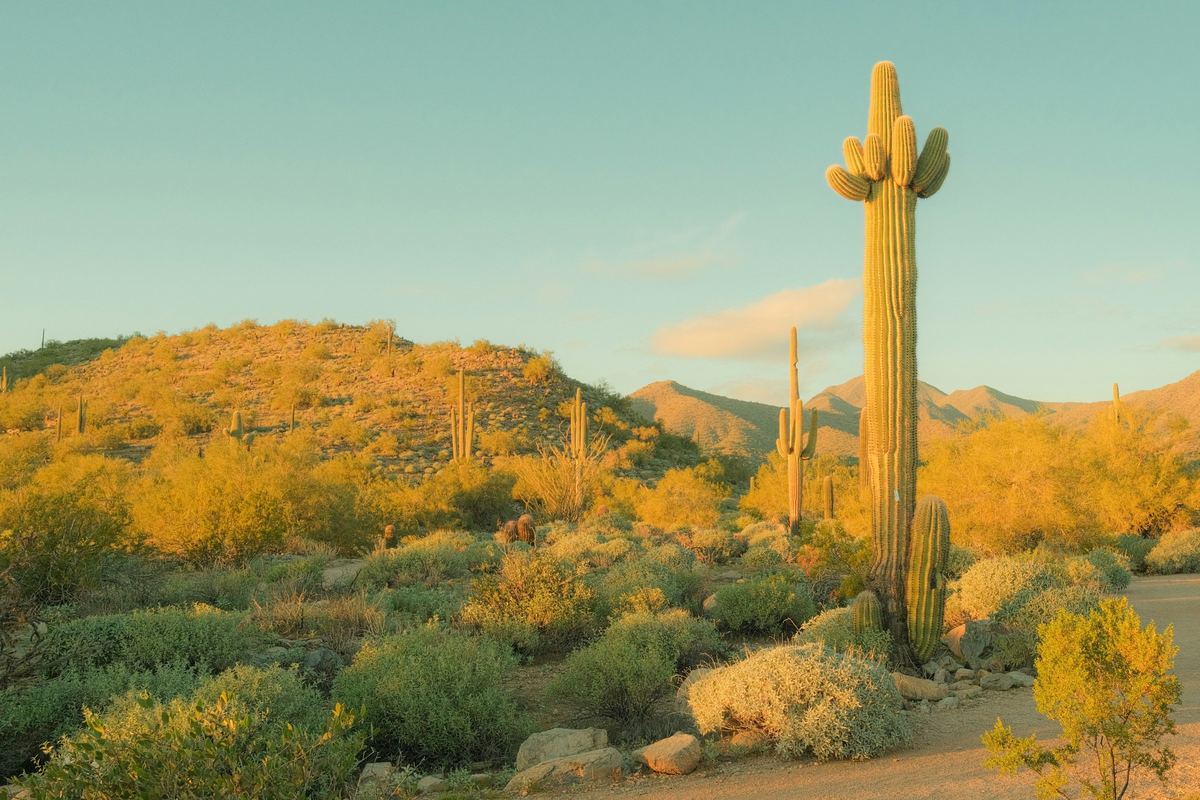 Tall saguaro cactus in a Sonoran Desert landscape at golden hour