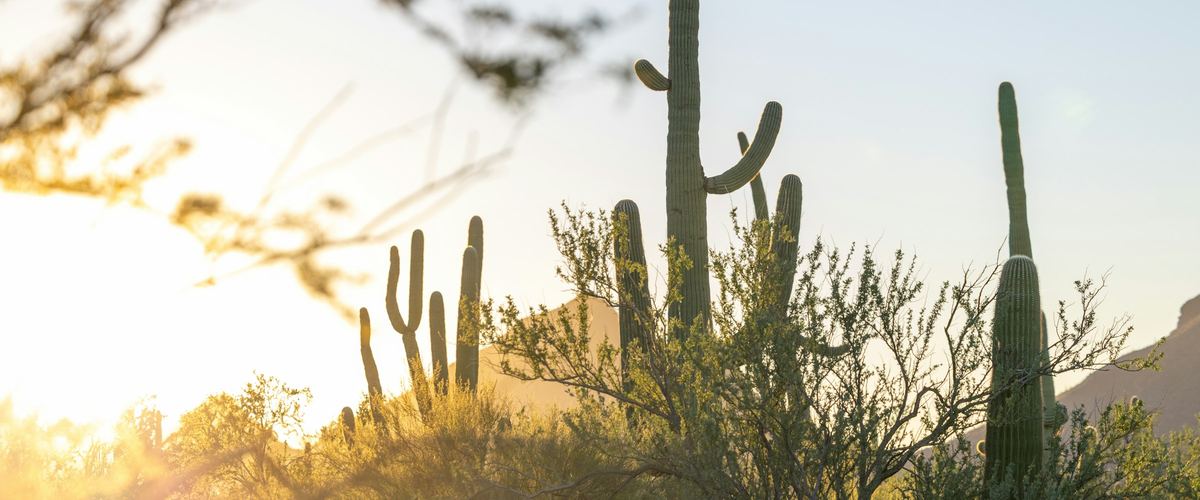 Saguaro cacti backlit by the setting sun in the Sonoran Desert