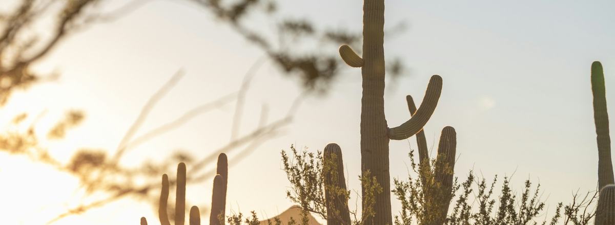 Saguaros standing tall in warm desert sunset light